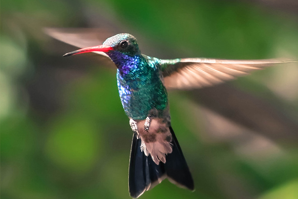 Rockland Bird Sanctuary - Fly High Taxi and Tours Jamaica - www.FlyHighTaxiAndToursJamaica.com - www.FlyHighTaxiAndToursJamaica.net